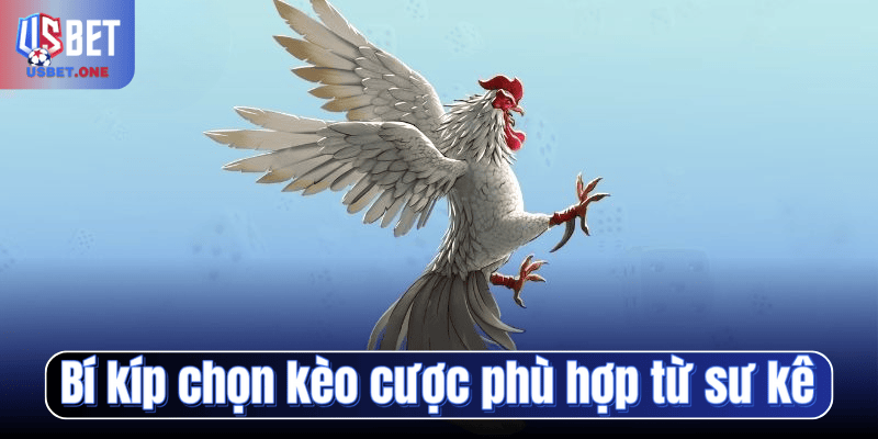 Bí kíp chọn kèo cược phù hợp từ sư kê